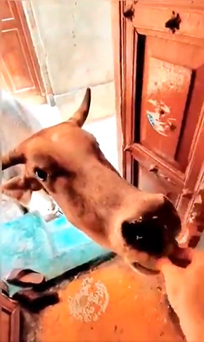 東風 (コチ)インドの漫画さん