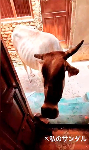 東風 (コチ)インドの漫画さん