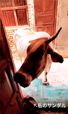 東風 (コチ)インドの漫画さん