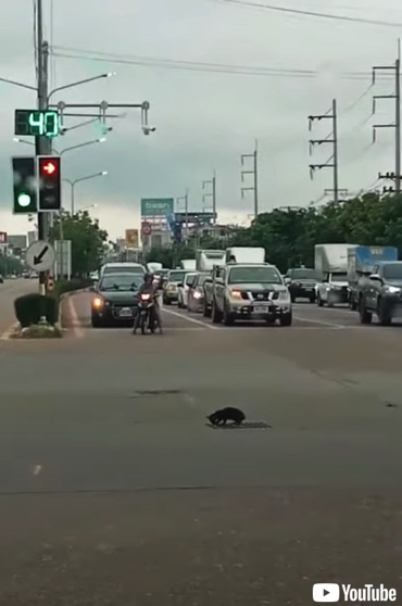 今にも車にひかれそうな猫が救出される
