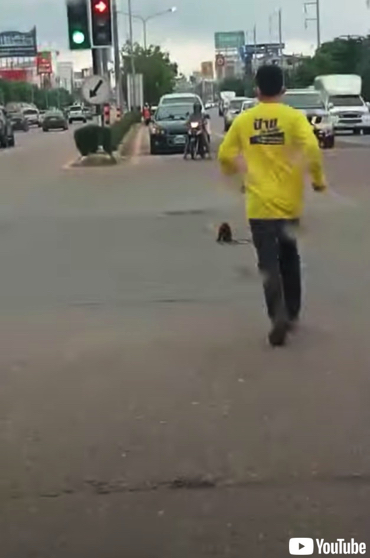 今にも車にひかれそうな猫が救出される