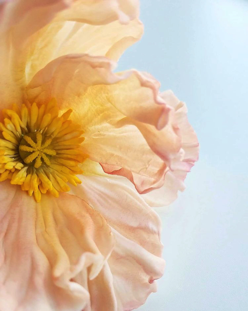 本物にしか見えないシュガーフラワー