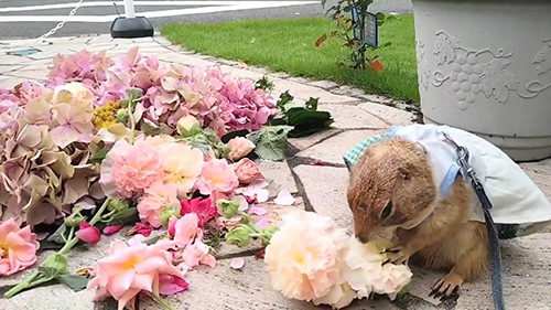 花を食べるブイくん