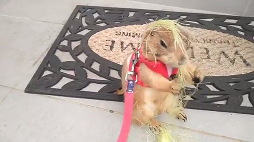 トウモロコシブイくん