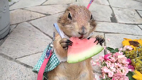 もぐもぐブイくん