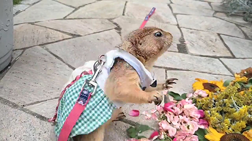 びっくりしたブイくん