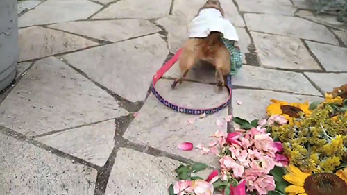 逃げるブイくん