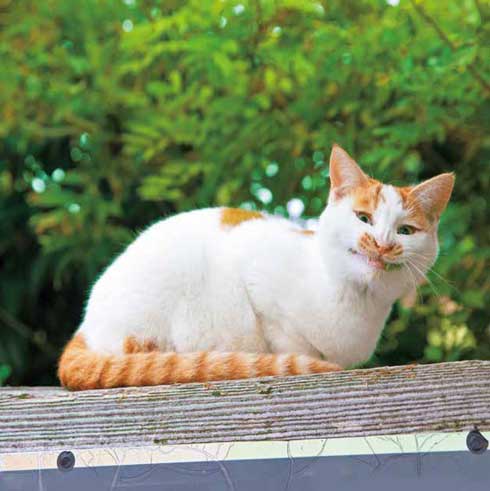 イキってるネコ 猫 写真 沖昌之