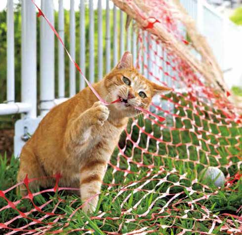 イキってるネコ 猫 写真 沖昌之