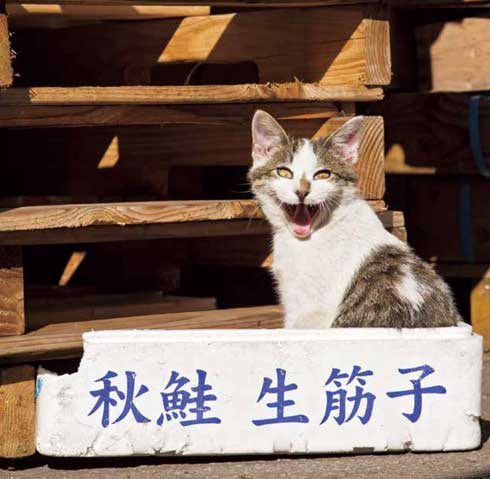 イキってるネコ 猫 写真 沖昌之