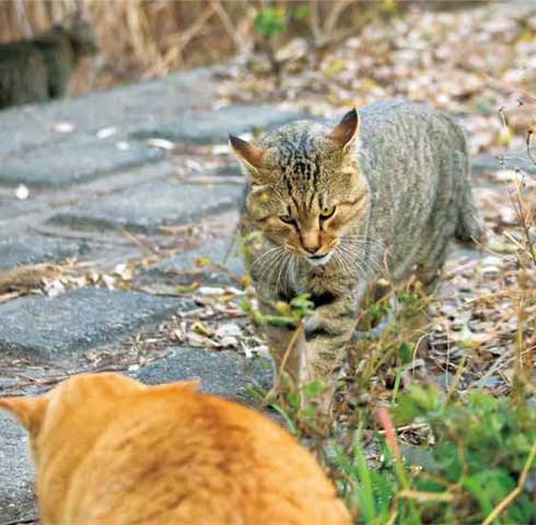 イキってるネコ 猫 写真 沖昌之