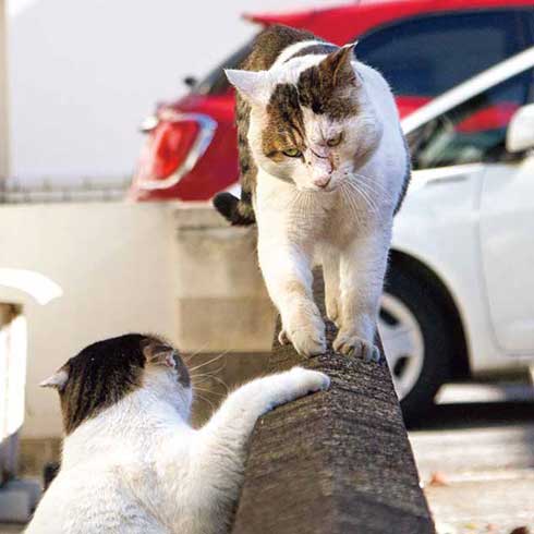 イキってるネコ 猫 写真 沖昌之