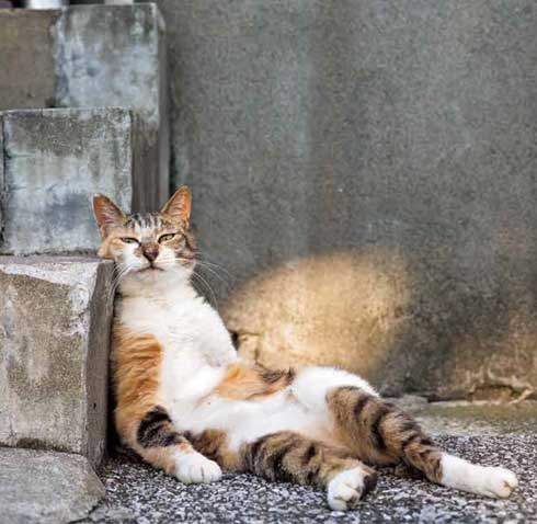 イキってるネコ 猫 写真 沖昌之