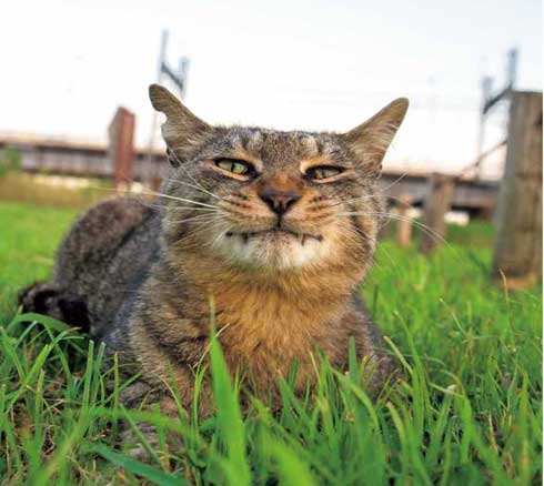 イキってるネコ 猫 写真 沖昌之
