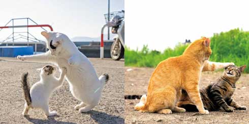 イキってるネコ 猫 写真 沖昌之