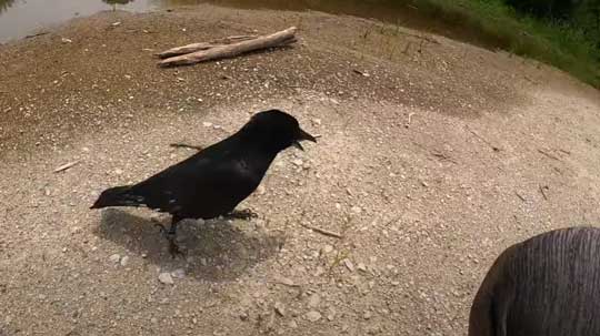 保護 カラス 日光浴 乗ってくる YouTube リキ