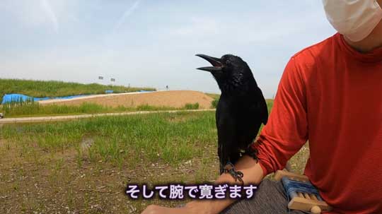 保護 カラス 日光浴 乗ってくる YouTube リキ