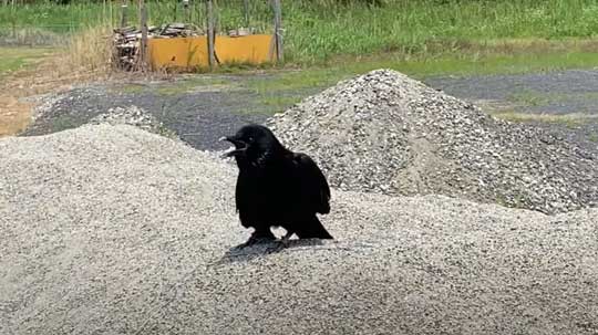 保護 カラス 日光浴 乗ってくる YouTube リキ