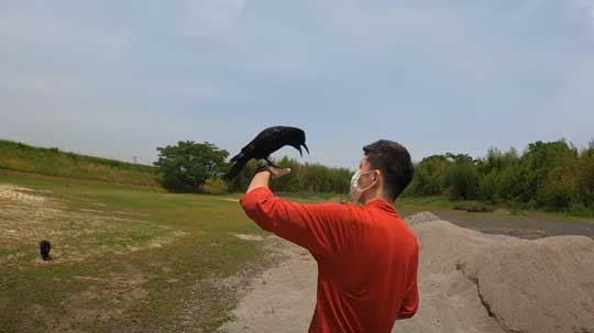 保護 カラス 日光浴 乗ってくる YouTube リキ