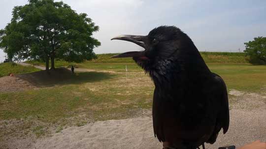 保護 カラス 日光浴 乗ってくる YouTube リキ