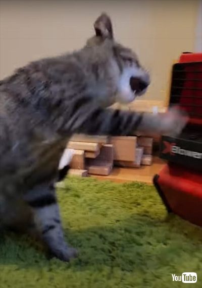 扇風機にケンカを売る猫ちゃん