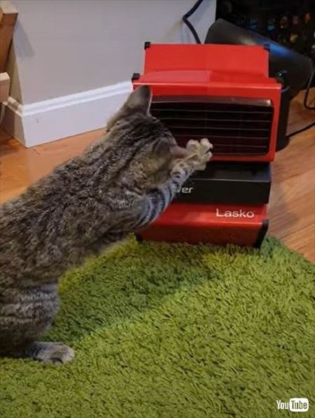 扇風機にケンカを売る猫ちゃん
