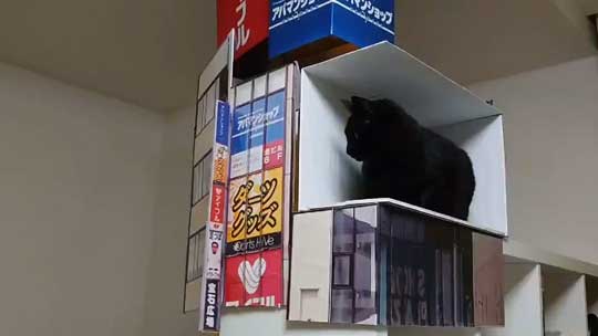 新宿 巨大ネコ 再現 飛び出して見える ミニチュア 黒猫 本物