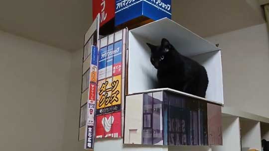新宿 巨大ネコ 再現 飛び出して見える ミニチュア 黒猫 本物