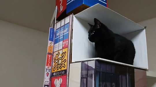 新宿 巨大ネコ 再現 飛び出して見える ミニチュア 黒猫 本物