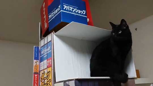 新宿 巨大ネコ 再現 飛び出して見える ミニチュア 黒猫 本物