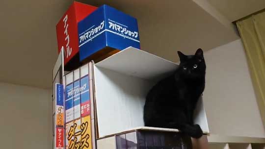 新宿 巨大ネコ 再現 飛び出して見える ミニチュア 黒猫 本物