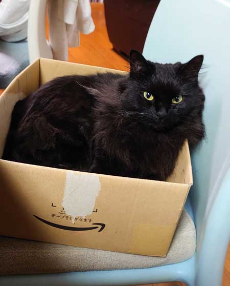 新宿 巨大ネコ 再現 飛び出して見える ミニチュア 黒猫 本物