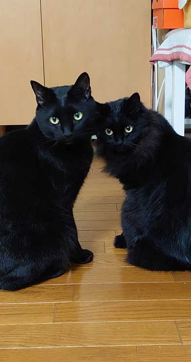 新宿 巨大ネコ 再現 飛び出して見える ミニチュア 黒猫 本物