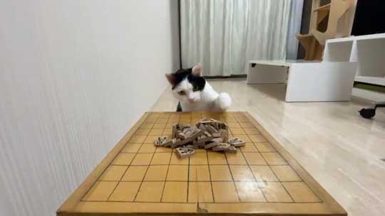 ねこナビ編集部 猫と将棋崩し