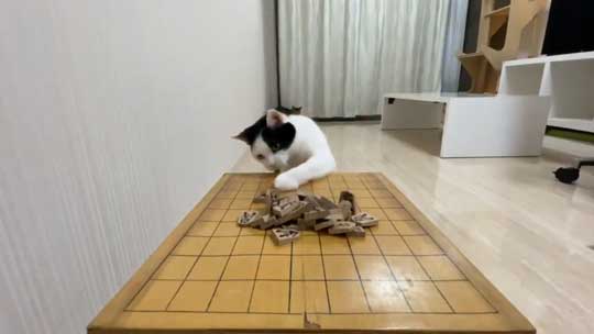 ねこナビ編集部 猫と将棋崩し