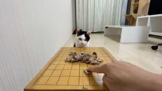 ねこナビ編集部 猫と将棋崩し