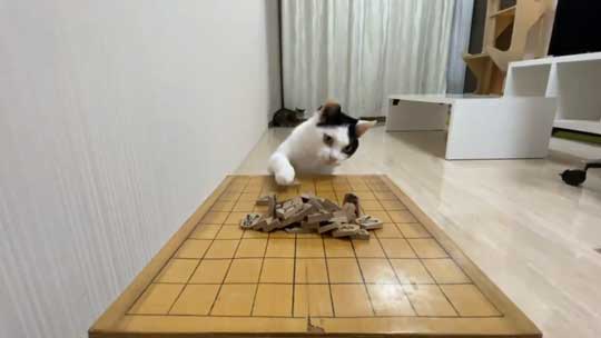 ねこナビ編集部 猫と将棋崩し