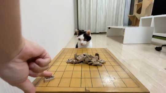 ねこナビ編集部 猫と将棋崩し