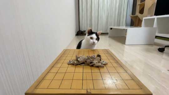 ねこナビ編集部 猫と将棋崩し