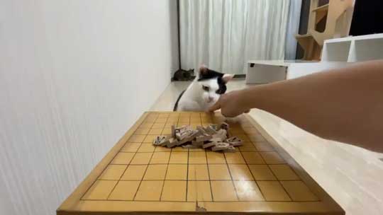 ねこナビ編集部 猫と将棋崩し
