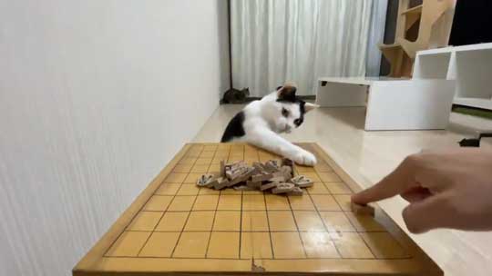 ねこナビ編集部 猫と将棋崩し