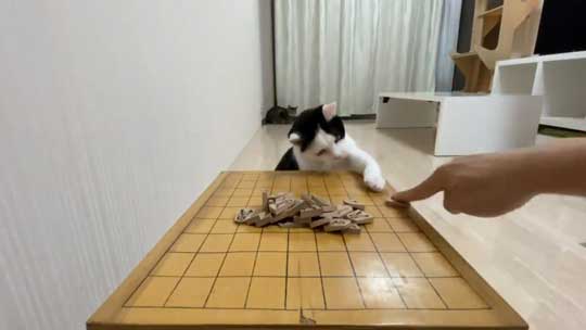 ねこナビ編集部 猫と将棋崩し