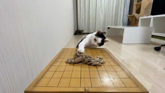 ねこナビ編集部 猫と将棋崩し