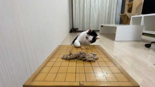 ねこナビ編集部 猫と将棋崩し