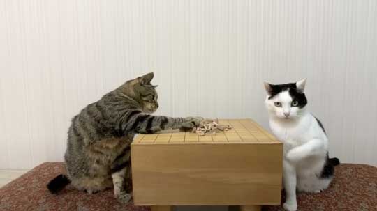 ねこナビ編集部 猫と将棋崩し