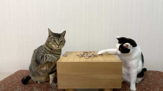 ねこナビ編集部 猫と将棋崩し