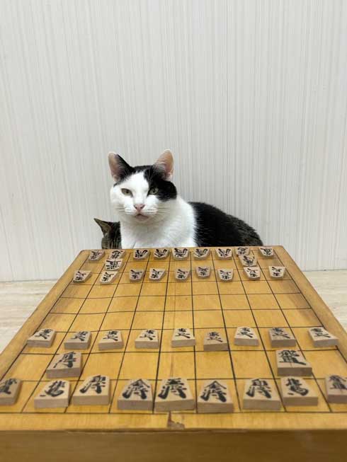 ねこナビ編集部 猫と将棋崩し
