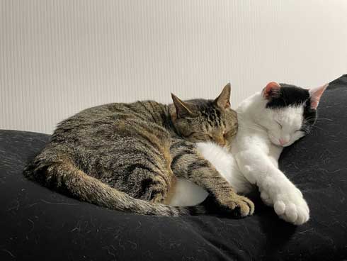 ねこナビ編集部 猫と将棋崩し