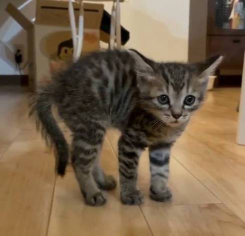 イキリ猫 チップちゃん イキリまくる