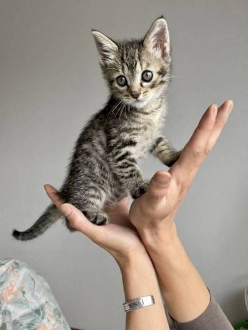 イキリ猫 チップちゃん イキリまくる